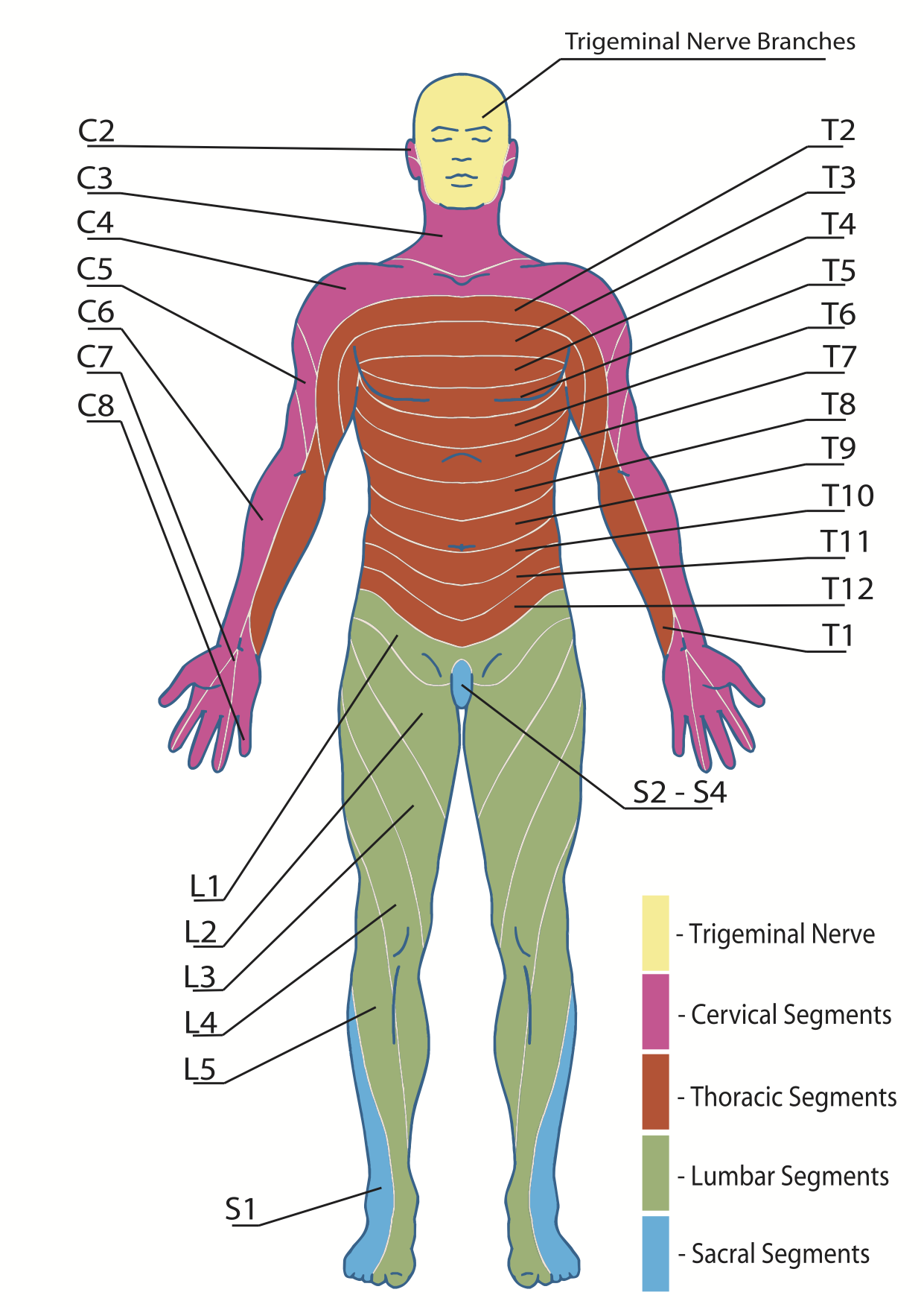 Is it a Herniated Disc, a Bulging Disc, or a Pinched Nerve? - Accent on  Health Chiropractic